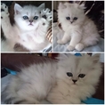 ลูกแมวชินชิล่า ซิลเวอร์ ช็อตแฮร์ (ขนสั้น) และลองแฮร์ (ขนยาว) อายุ 2 เดือน 4 ตัว แม่สายพันธุ์ดี CFA