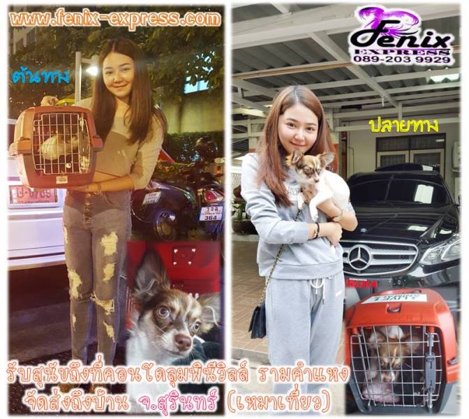รับส่งสัตว์เลี้ยง รับจากที่หน้าบ้านท่านทั่วกรุงเทพและปริมณฑล ส่งทั่วประเทศ รูปที่ 7