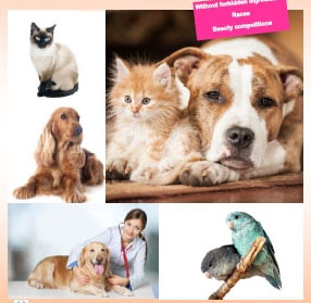 ผลิตภัณฑ์ปลูกขนใหม่ & ป้องกันเห็บหมัด สำหรับหมาแมว ปลอดสารเคมี รูปที่ 2