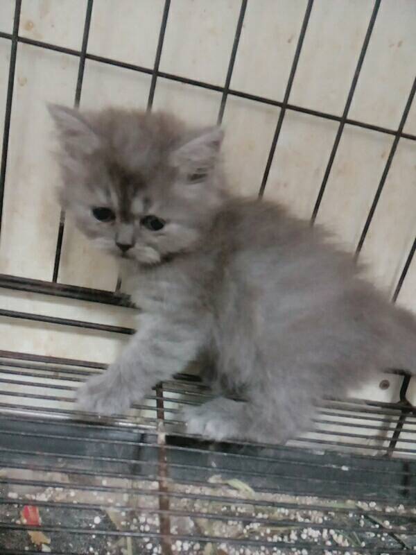 ลูกแมวเปอร์เซีย รูปที่ 3