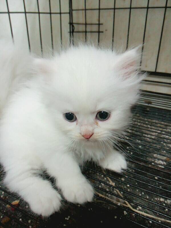 ลูกแมวเปอร์เซีย รูปที่ 4