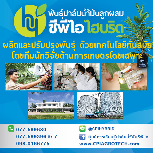 ขาย - พันธุ์ปาล์มน้ำมันซีพีไอ ดก ทนแล้ง น้ำมันสูง - ผ่านการรับรองจากกรมวิชาการเกษตร และ ISO9001 รูปที่ 2