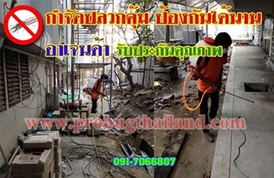 บริการรับกำจัดปลวกขั้นเทพไม่ต้องเจาะพื้น ปลอดภัย ผ่านอย.  รูปที่ 1