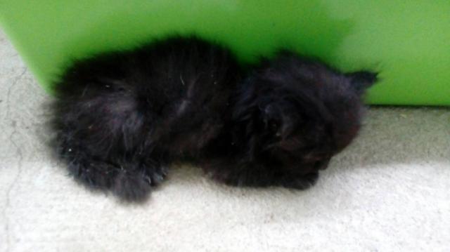เปิดจองน้องแมวลูกครึ่งเปอร์เซีย/อเมริกันชอตแฮร์ ลายชัดเป๊ะ สินสอดเบ๊าเบาค่ะ รูปที่ 2