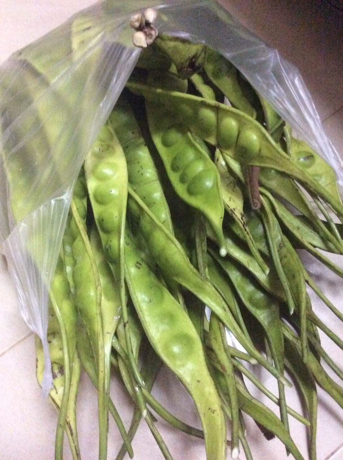 สะตอปักษ์ใต้มาแล้วหรอยหนัดกินได้ทั้งผู้ใหญ่และเด็กหรอยคำเตือนระวังจะกินไม่หยุด!! รูปที่ 4