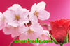 รูปย่อ ซากุระ โรส sakura rose ซอฟเจลสกัดจากกุหลาบ Sakura Rose ช่วยให้ผิวพรรณเนียน ขาวผ่องใสยิ่งกว่าไข่ปอก กลิ่นตัวหอมกุหลาบ 1 ซอง 30 เม็ด รูปที่2