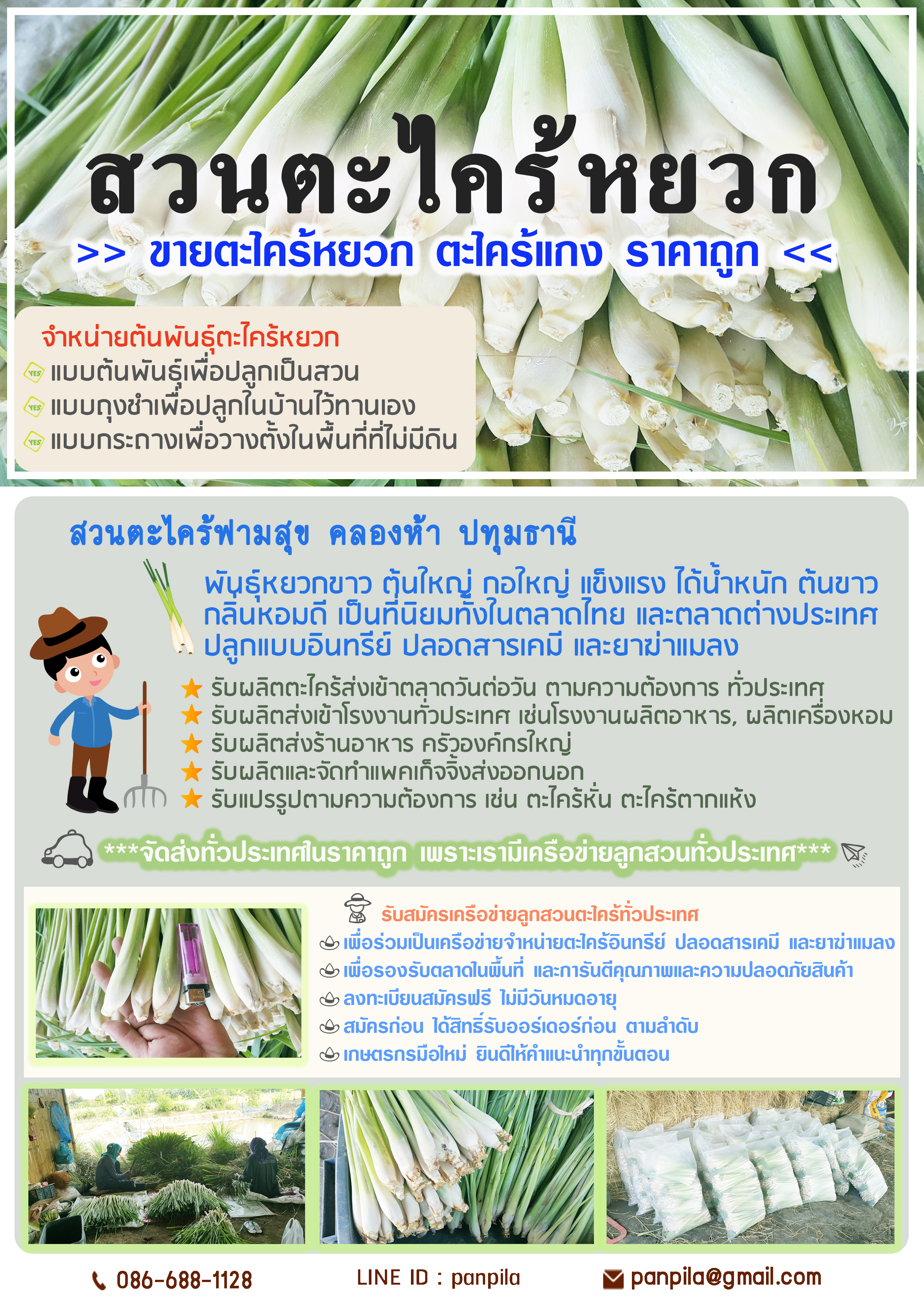 จำหน่ายตะไคร้หยวก รูปที่ 2