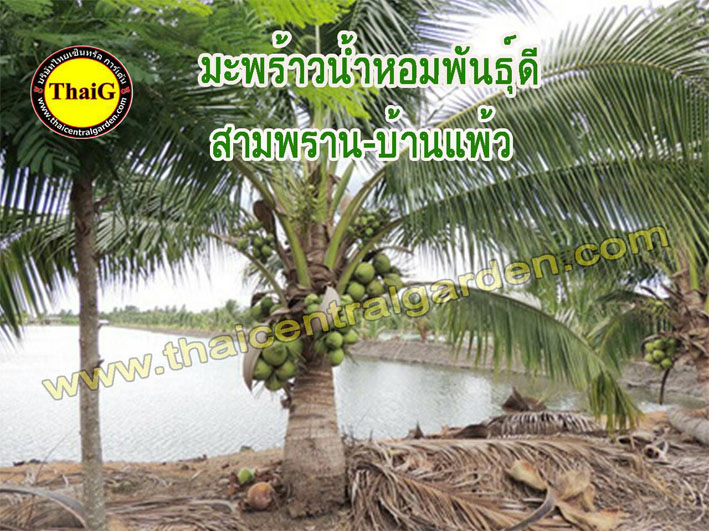 ขายต้นพันธุ์มะพร้าวน้ำหอม ของแท้ รูปที่ 3