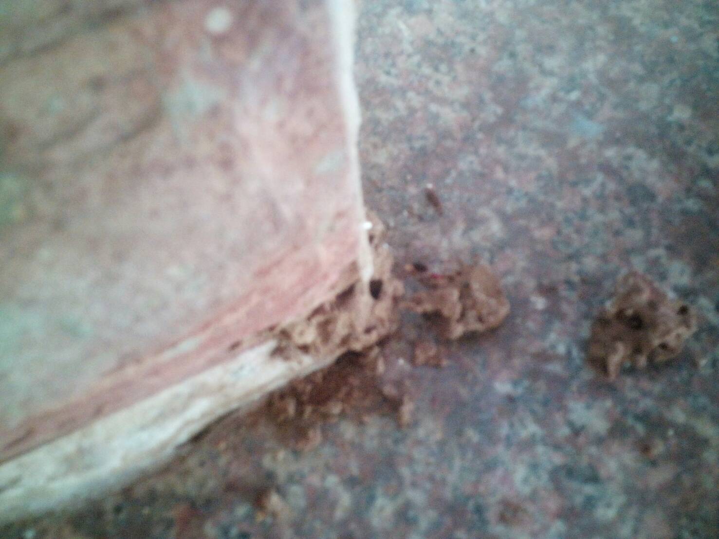 บริการรับกำจัดปลวก หนู แมลง ด้วยสารสกัดจากธรรมชาติ รูปที่ 3