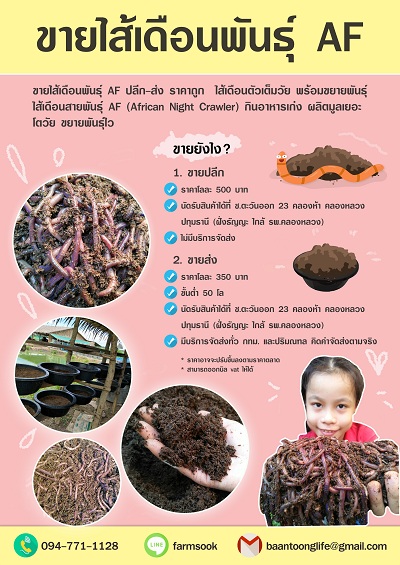 ขายไส้เดือนพันธุ์ AF ปลีก-ส่ง ราคาถูก คลองห้า คลองหลวง ปทุมฯ (โดย มือเปื้อนดิน) รูปที่ 2