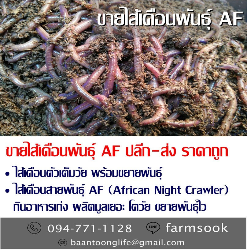 ขายไส้เดือนพันธุ์ AF ปลีก-ส่ง ราคาถูก คลองห้า คลองหลวง ปทุมฯ (โดย มือเปื้อนดิน) รูปที่ 1