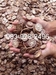 รูปย่อ หมากแห้ง ตัดแผ่น  Sliced dried betel nut on sale for export. รูปที่2