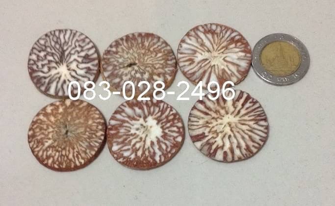 หมากแห้ง ตัดแผ่น  Sliced dried betel nut on sale for export. รูปที่ 4