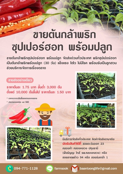 ขายต้นกล้าพริกซุปเปอร์ฮอท พร้อมปลูก จัดส่งด่วนทั่วประเทศ (โดย มือเปื้อนดิน) รูปที่ 2