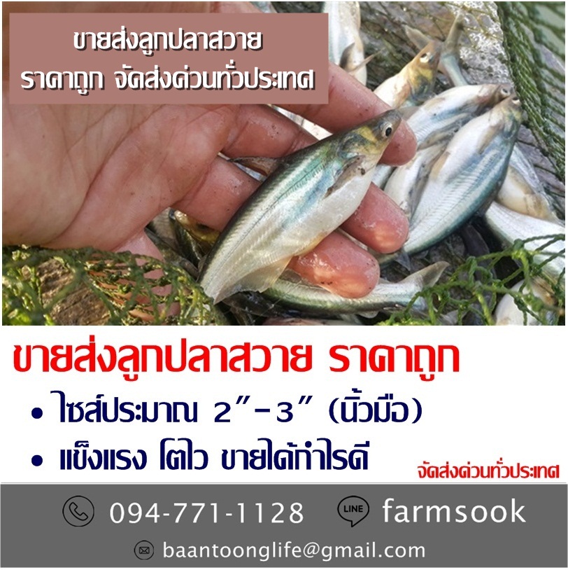 ขายส่งลูกปลาสวาย ราคาถูก จัดส่งด่วนทั่วประเทศ (โดย มือเปื้อนดิน) รูปที่ 1
