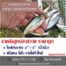 รูปย่อ ขายส่งลูกปลาสวาย ราคาถูก จัดส่งด่วนทั่วประเทศ (โดย มือเปื้อนดิน) รูปที่1