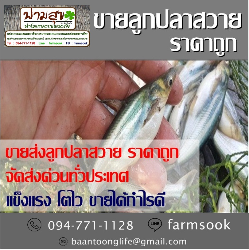 ขายส่งลูกปลาสวาย ราคาถูก จัดส่งด่วนทั่วประเทศ (โดย มือเปื้อนดิน) รูปที่ 2