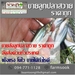 รูปย่อ ขายส่งลูกปลาสวาย ราคาถูก จัดส่งด่วนทั่วประเทศ (โดย มือเปื้อนดิน) รูปที่2
