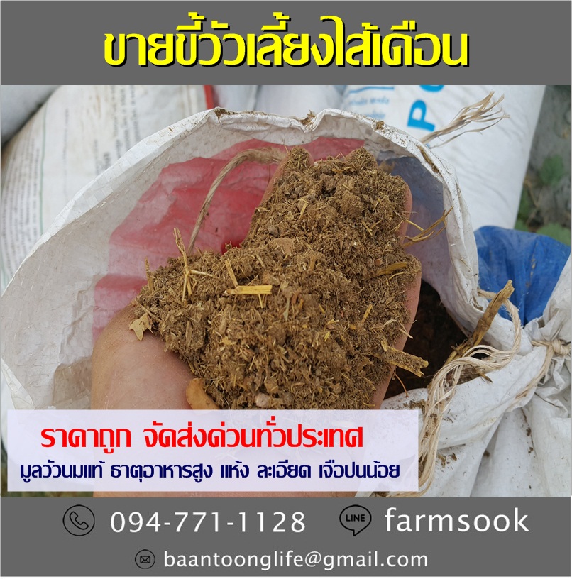 ขายขี้วัวเลี้ยงไส้เดือน ราคาถูก จัดส่งด่วนทั่วประเทศ (โดย มือเปื้อนดิน) รูปที่ 2
