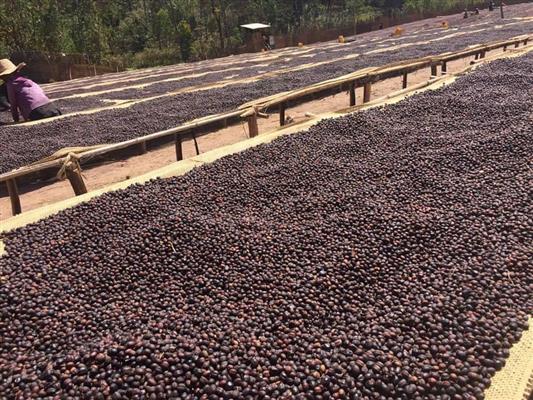 YOKH COFFEE จำหน่ายเมล็ดกาแฟ อราบิก้า ออแกนิค เกรดพรีเมียม ออแกนิค 100% รูปที่ 6