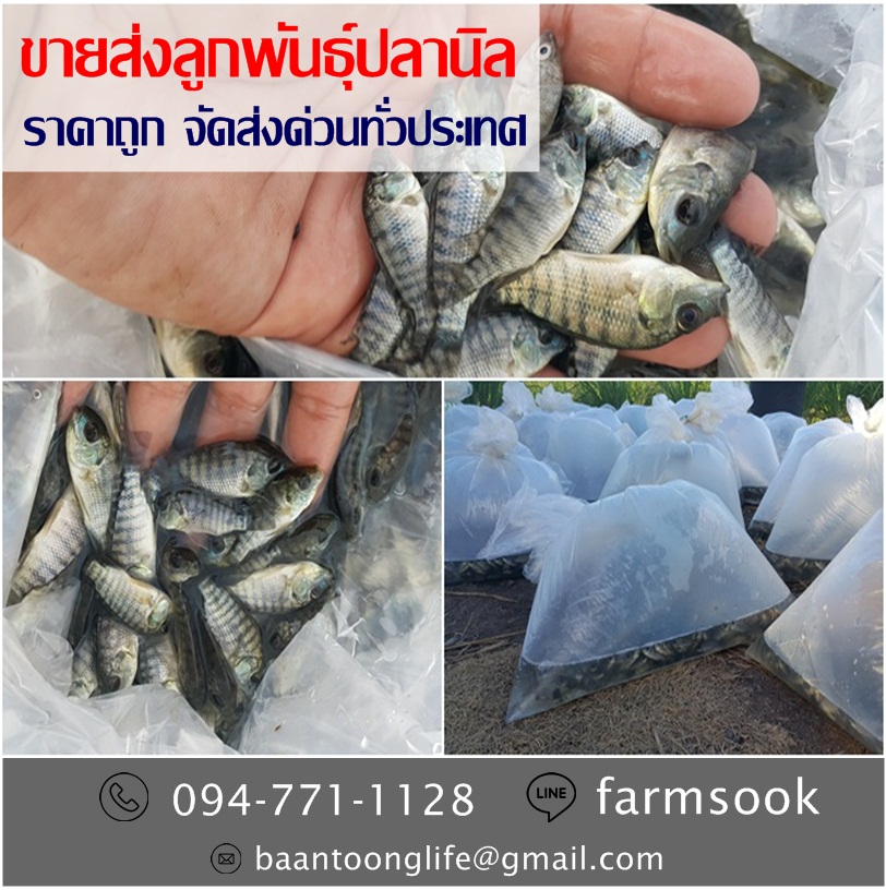ขายส่งลูกพันธุ์ปลานิล ราคาถูก จัดส่งด่วนทั่วประเทศ (โดย มือเปื้อนดิน) รูปที่ 2