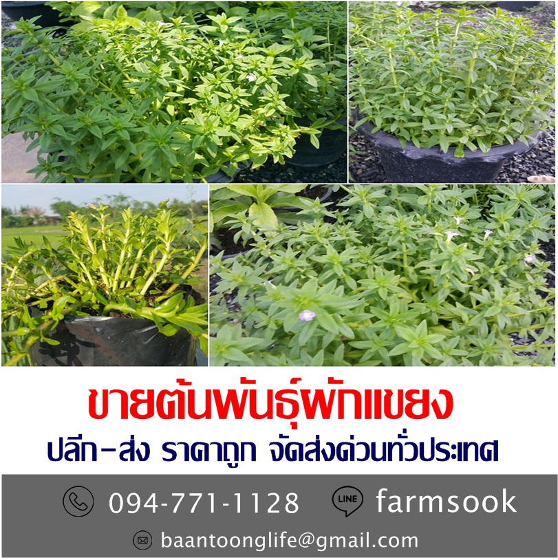 ขายต้นพันธุ์ผักแขยง ปลีก-ส่ง ราคาถูก จัดส่งด่วนทั่วประเทศ (โดย มือเปื้อนดิน) รูปที่ 2