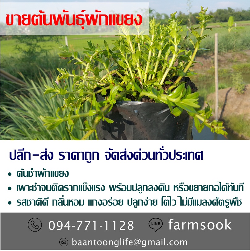 ขายต้นพันธุ์ผักแขยง ปลีก-ส่ง ราคาถูก จัดส่งด่วนทั่วประเทศ (โดย มือเปื้อนดิน) รูปที่ 1