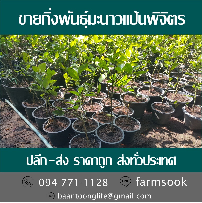 ขายกิ่งพันธุ์มะนาวแป้นพิจิตร ปลีก-ส่ง ราคาถูก ส่งทั่วประเทศ (โดย มือเปื้อนดิน) รูปที่ 2