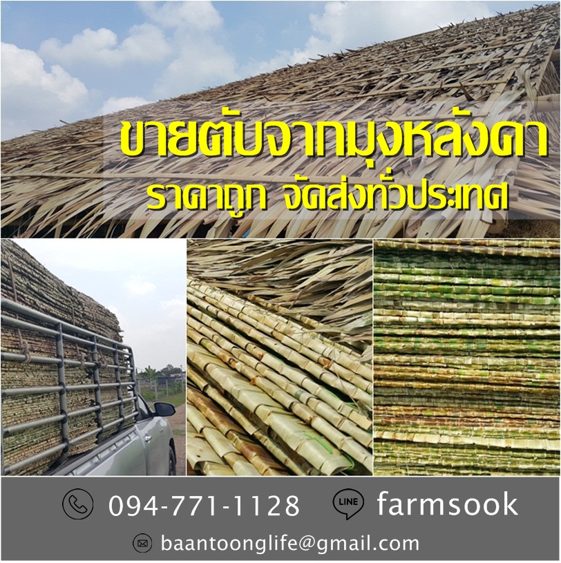 ขายตับจากมุงหลังคา ราคาถูก จัดส่งทั่วประเทศ (โดย มือเปื้อนดิน) รูปที่ 3