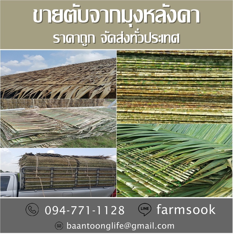 ขายตับจากมุงหลังคา ราคาถูก จัดส่งทั่วประเทศ (โดย มือเปื้อนดิน) รูปที่ 4