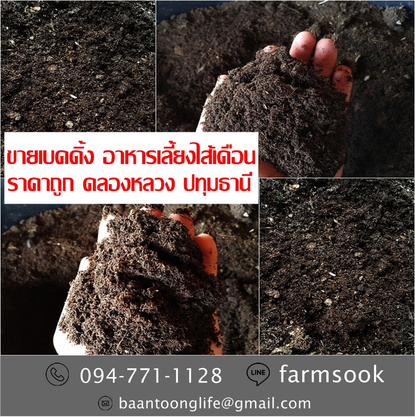 ขายเบดดิ้ง อาหารเลี้ยงไส้เดือน ราคาถูก คลอง5 คลองหลวง ปทุม (โดย มือเปื้อนดิน) รูปที่ 5