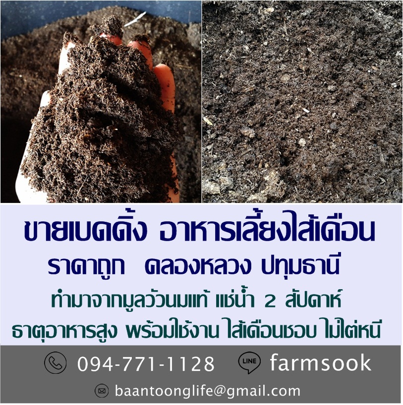 ขายเบดดิ้ง อาหารเลี้ยงไส้เดือน ราคาถูก คลอง5 คลองหลวง ปทุม (โดย มือเปื้อนดิน) รูปที่ 2
