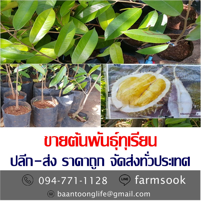 ขายต้นพันธุ์ทุเรียน ปลีก-ส่ง ราคาถูก จัดส่งทั่วประเทศ (โดย มือเปื้อนดิน) รูปที่ 2