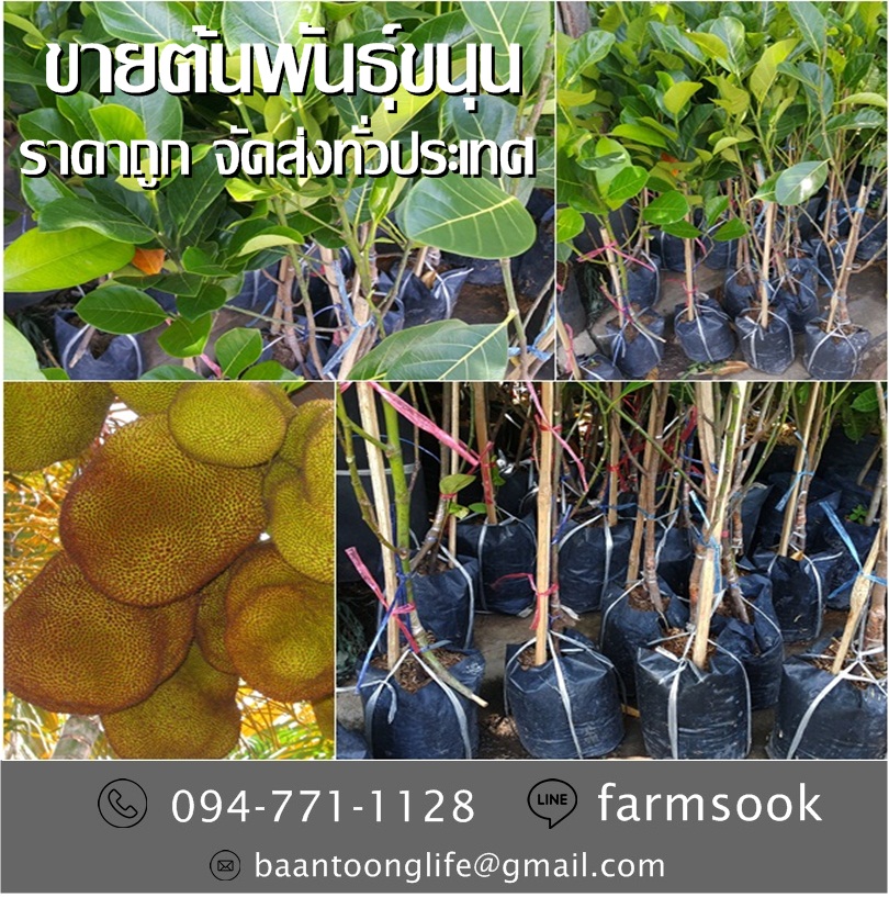 ขายต้นพันธุ์ขนุน ปลีก-ส่ง ราคาถูก จัดส่งทั่วประเทศ (โดย มือเปื้อนดิน) รูปที่ 5