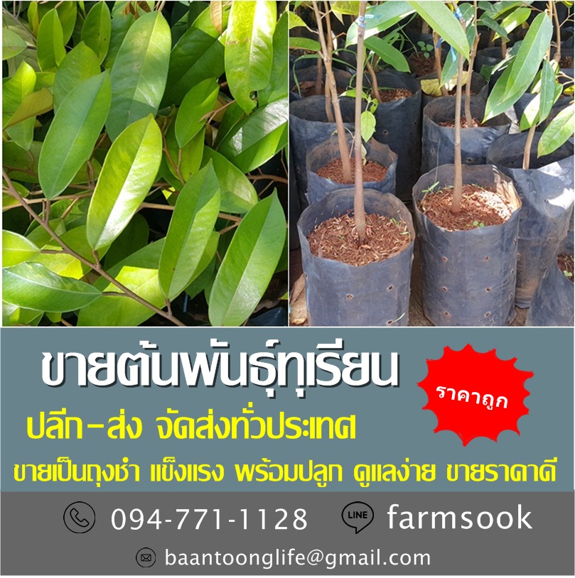 ขายต้นพันธุ์ทุเรียน ปลีก-ส่ง ราคาถูก จัดส่งทั่วประเทศ (โดย มือเปื้อนดิน) รูปที่ 3