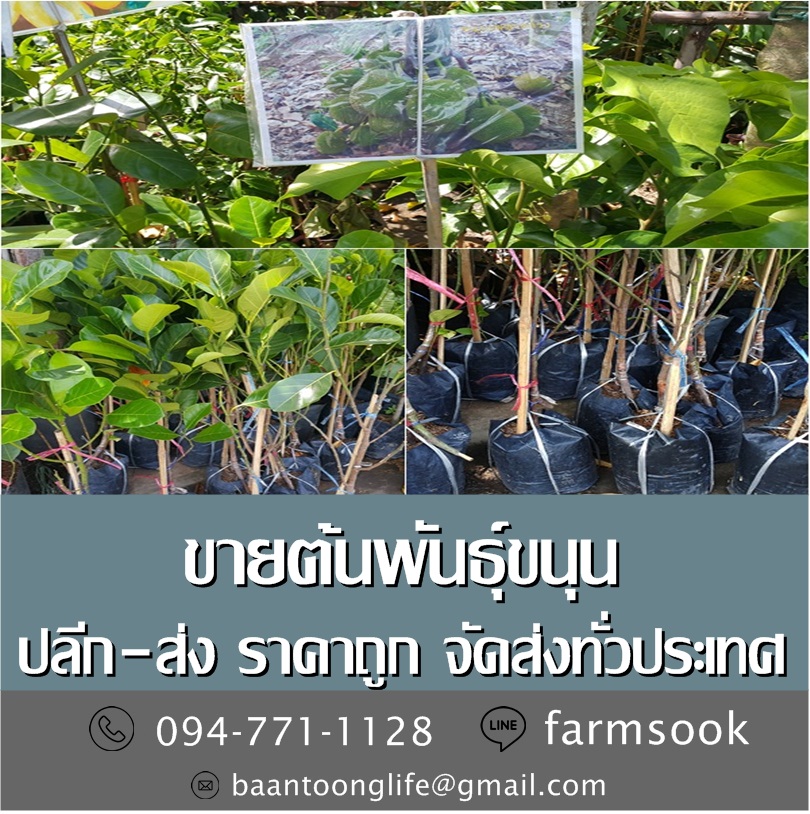 ขายต้นพันธุ์ขนุน ปลีก-ส่ง ราคาถูก จัดส่งทั่วประเทศ (โดย มือเปื้อนดิน) รูปที่ 2