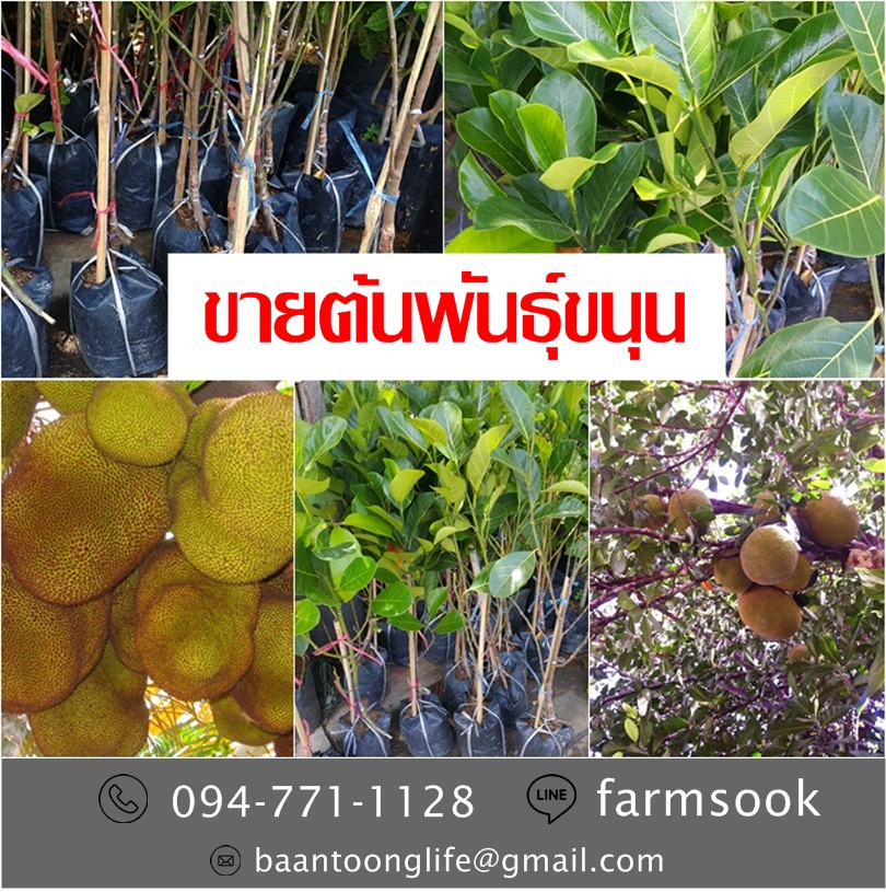 ขายต้นพันธุ์ขนุน ปลีก-ส่ง ราคาถูก จัดส่งทั่วประเทศ (โดย มือเปื้อนดิน) รูปที่ 4