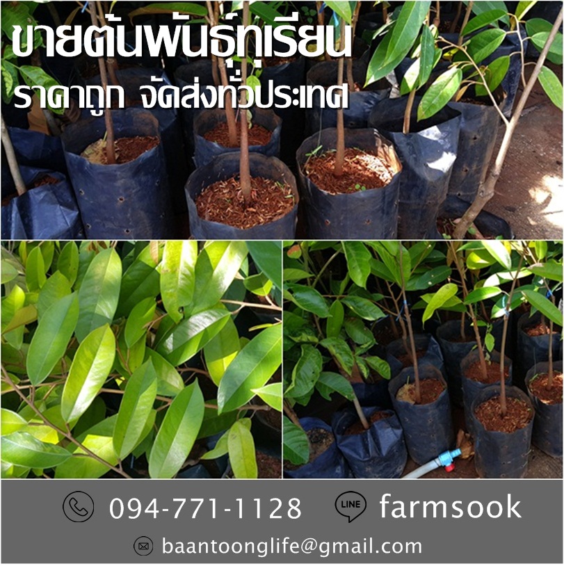 ขายต้นพันธุ์ทุเรียน ปลีก-ส่ง ราคาถูก จัดส่งทั่วประเทศ (โดย มือเปื้อนดิน) รูปที่ 4