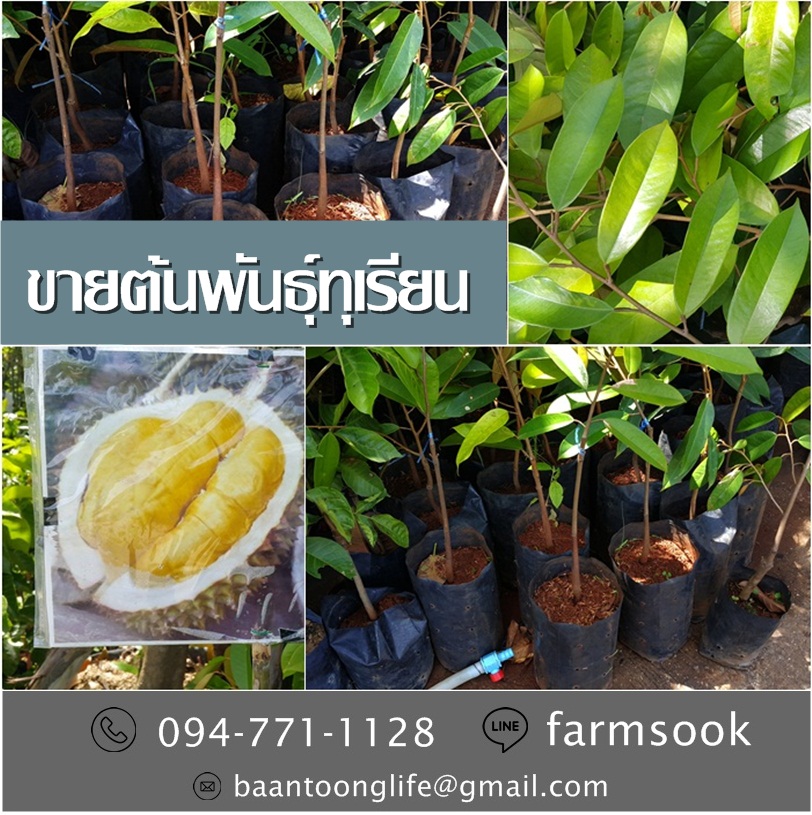 ขายต้นพันธุ์ทุเรียน ปลีก-ส่ง ราคาถูก จัดส่งทั่วประเทศ (โดย มือเปื้อนดิน) รูปที่ 5