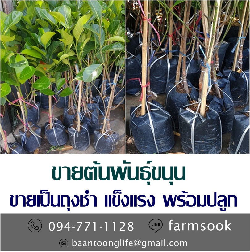 ขายต้นพันธุ์ขนุน ปลีก-ส่ง ราคาถูก จัดส่งทั่วประเทศ (โดย มือเปื้อนดิน) รูปที่ 3