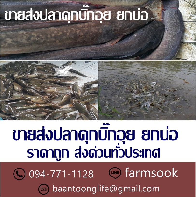 ขายส่งปลาดุกบิ๊กอุย ยกบ่อ ราคาถูก ส่งด่วนทั่วประเทศ (โดย มือเปื้อนดิน) รูปที่ 2
