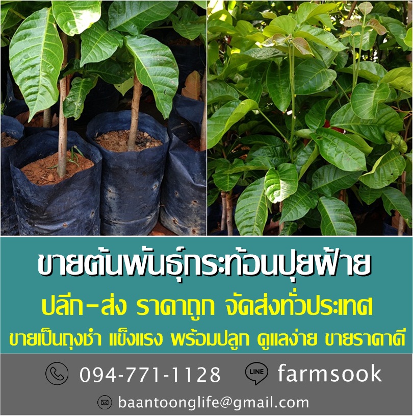 ขายต้นพันธุ์กระท้อนปุยฝ้าย ปลีก-ส่ง ราคาถูก จัดส่งทั่วประเทศ (โดย มือเปื้อนดิน) รูปที่ 3