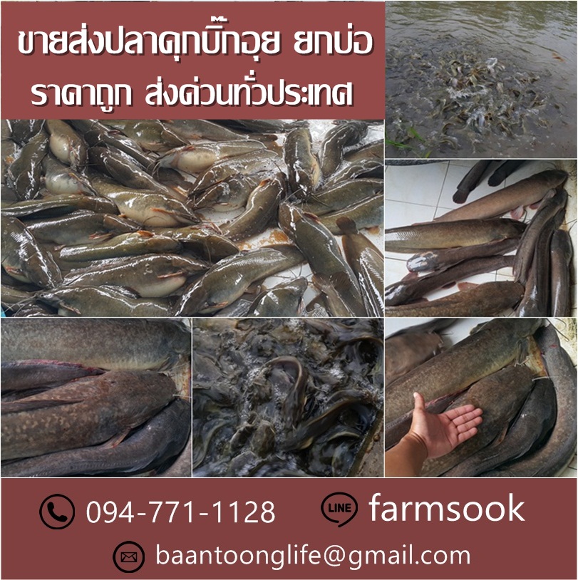 ขายส่งปลาดุกบิ๊กอุย ยกบ่อ ราคาถูก ส่งด่วนทั่วประเทศ (โดย มือเปื้อนดิน) รูปที่ 5