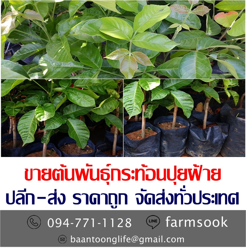 ขายต้นพันธุ์กระท้อนปุยฝ้าย ปลีก-ส่ง ราคาถูก จัดส่งทั่วประเทศ (โดย มือเปื้อนดิน) รูปที่ 2