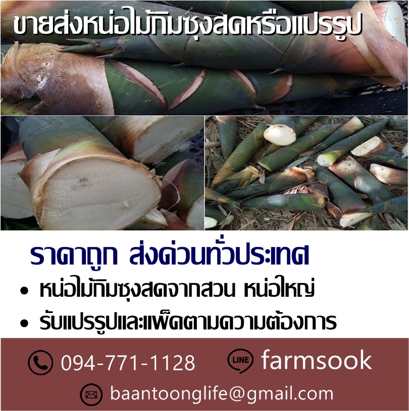 ขายส่งหน่อไม้กิมซุงสดหรือแปรรูป ราคาถูก ส่งด่วนทั่วประเทศ (โดย มือเปื้อนดิน) รูปที่ 2