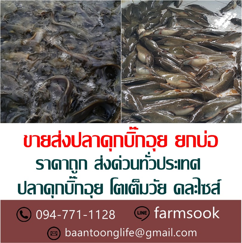 ขายส่งปลาดุกบิ๊กอุย ยกบ่อ ราคาถูก ส่งด่วนทั่วประเทศ (โดย มือเปื้อนดิน) รูปที่ 3