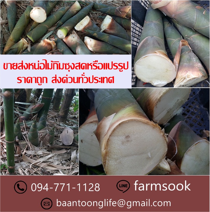 ขายส่งหน่อไม้กิมซุงสดหรือแปรรูป ราคาถูก ส่งด่วนทั่วประเทศ (โดย มือเปื้อนดิน) รูปที่ 4