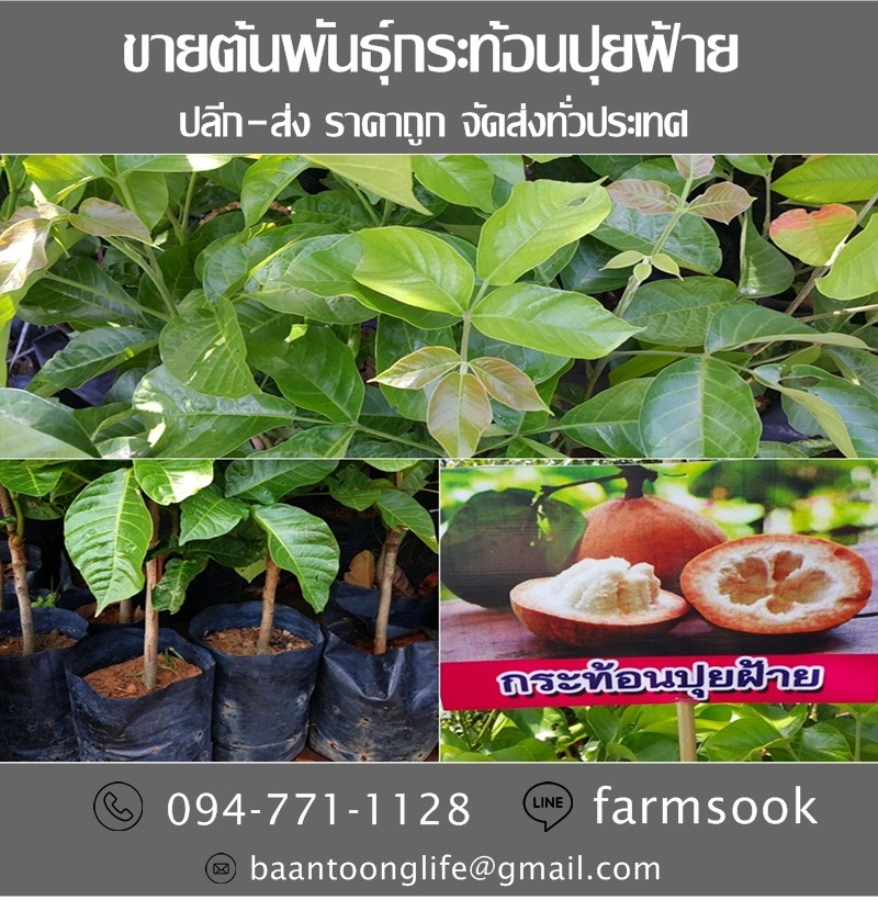 ขายต้นพันธุ์กระท้อนปุยฝ้าย ปลีก-ส่ง ราคาถูก จัดส่งทั่วประเทศ (โดย มือเปื้อนดิน) รูปที่ 4
