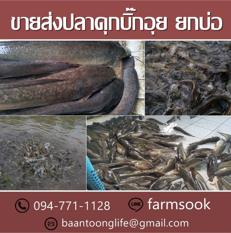 ขายส่งปลาดุกบิ๊กอุย ยกบ่อ ราคาถูก ส่งด่วนทั่วประเทศ (โดย มือเปื้อนดิน) รูปที่ 4