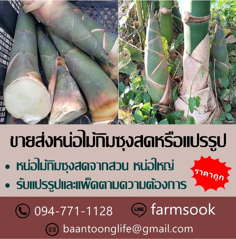 ขายส่งหน่อไม้กิมซุงสดหรือแปรรูป ราคาถูก ส่งด่วนทั่วประเทศ (โดย มือเปื้อนดิน) รูปที่ 3